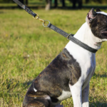 Ultimate Guide to 6 Top Dog Collars for Little Dogs