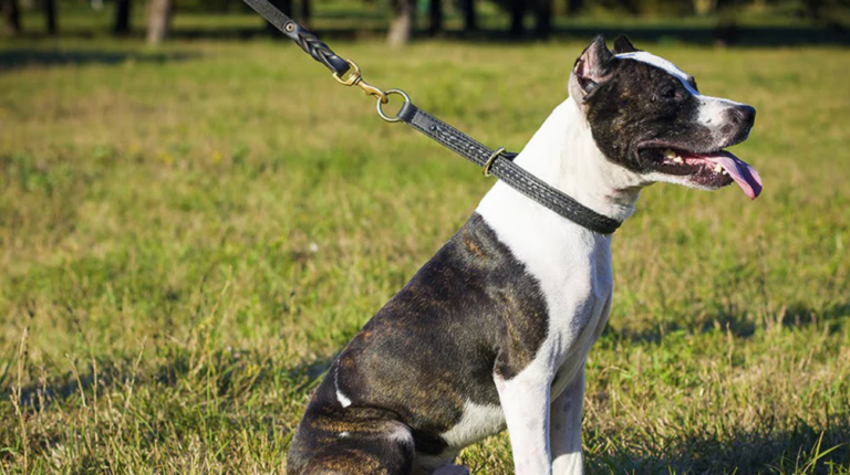 Ultimate Guide to 6 Top Dog Collars for Little Dogs