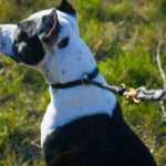 Are Choke Collars Good for Training Dogs | 5 Critical Features to Consider