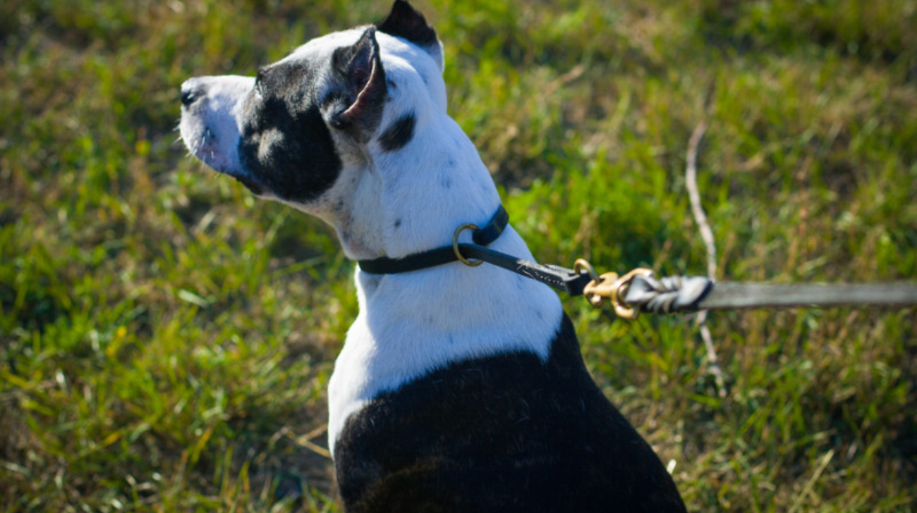 Are Choke Collars Good for Training Dogs | 5 Critical Features to Consider