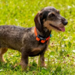 Are Dog Shock Collars Cruel | 5 Essential Aspects to Understand