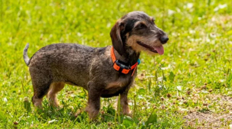 Are Dog Shock Collars Cruel | 5 Essential Aspects to Understand