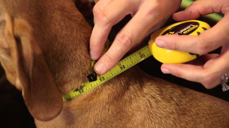 How Are Dog Collars Measured | 4 Expert Steps to Follow