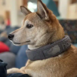 How Do Halo Dog Collars Work | 4 Key Components to Know