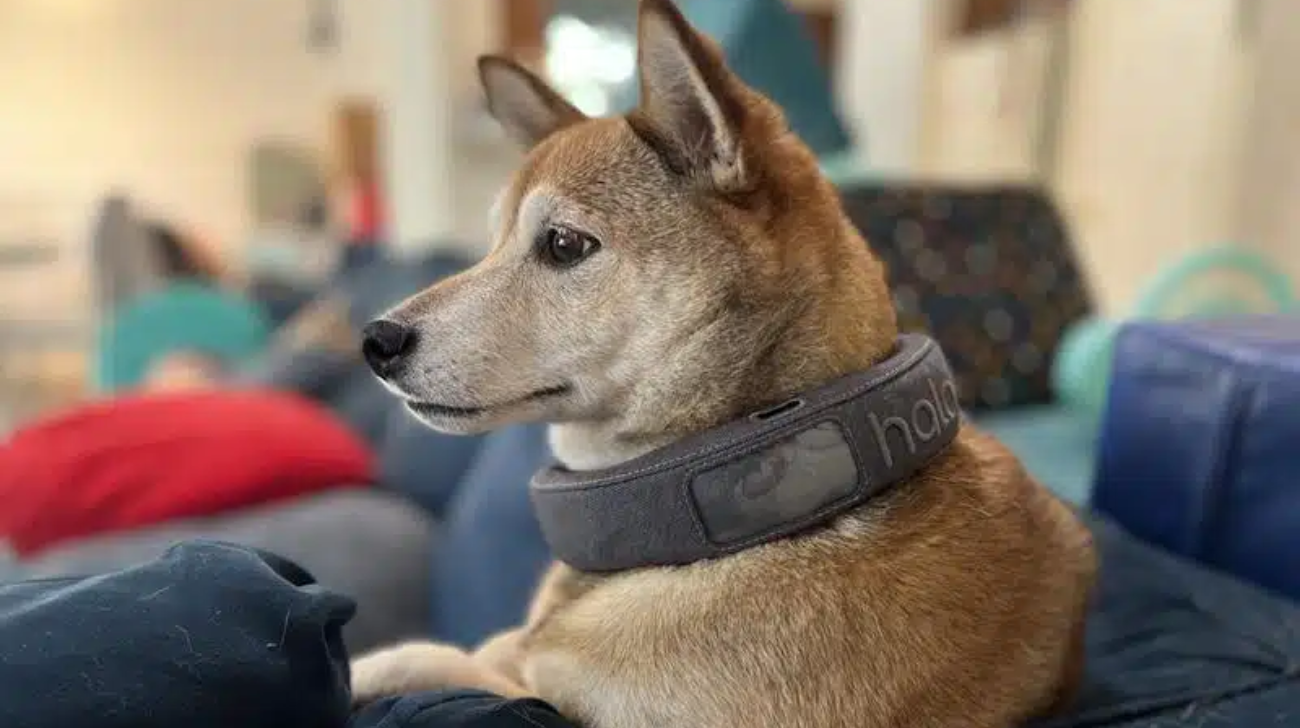 How Do Halo Dog Collars Work | 4 Key Components to Know