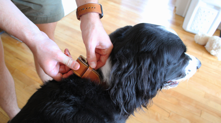 Do Calming Collars Work on Dogs | 7 Reasons They Do!