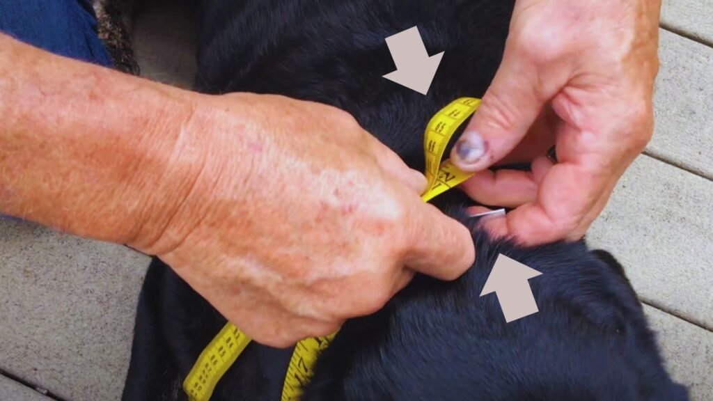 Common Mistakes to Avoid When Measuring Dog Collars