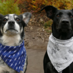 How To Make Dog Bandanas For Collars: Sew and No-Sew Guide