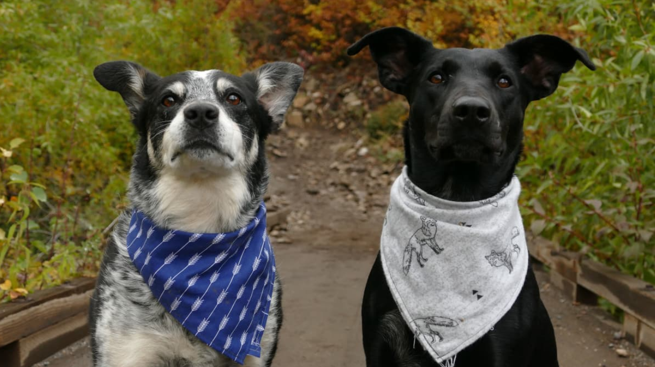 How To Make Dog Bandanas For Collars: Sew and No-Sew Guide