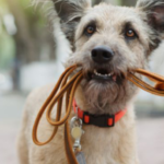 The Best Chewy Dog Collars: Top 6 Durable Options for Persistent Chewers