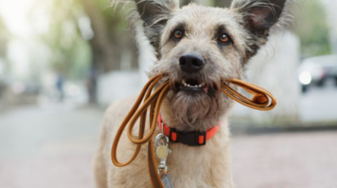 The Best Chewy Dog Collars: Top 6 Durable Options for Persistent Chewers