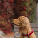 Are Beaded Dog Collars Safe