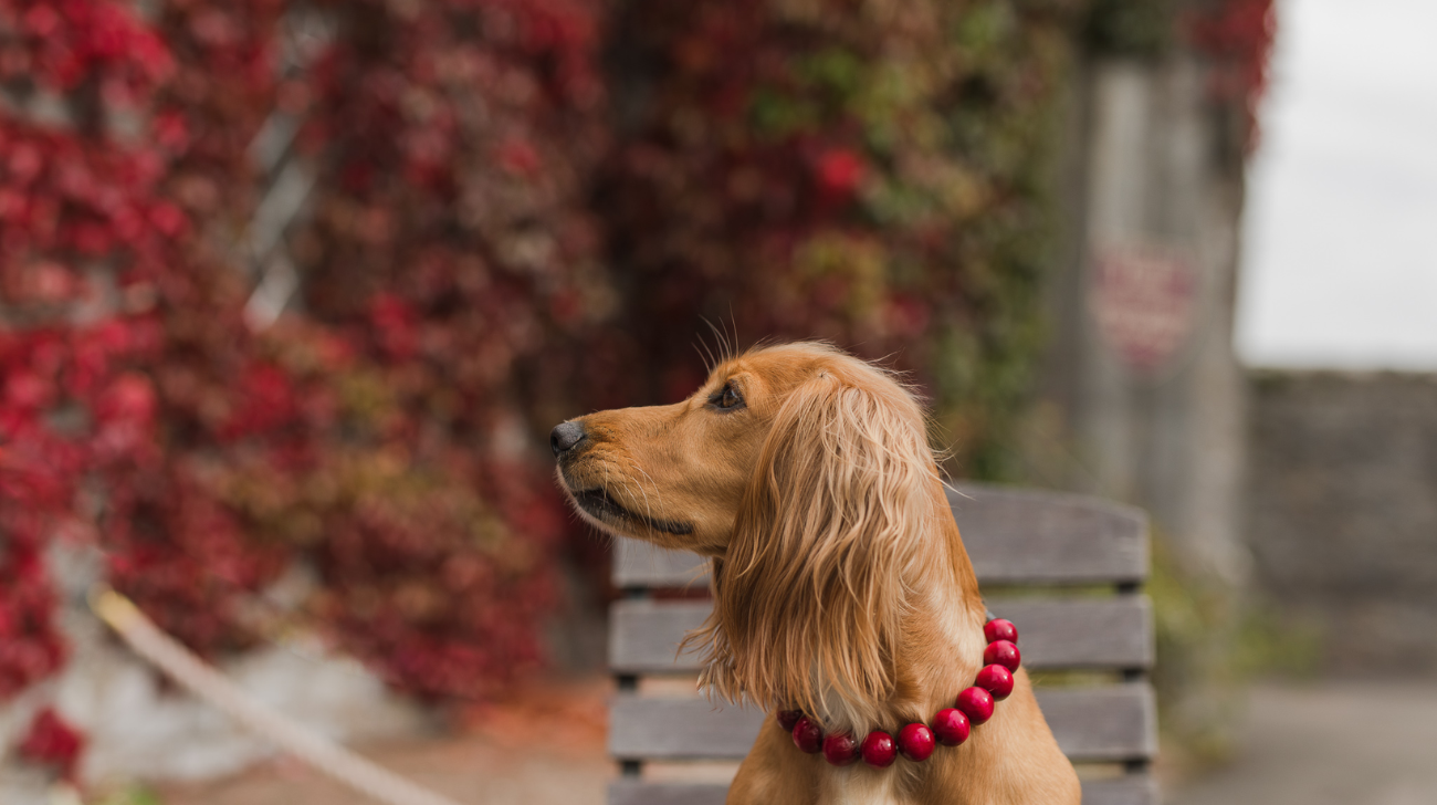 Are Beaded Dog Collars Safe