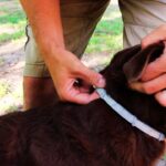 Do Flea Collars Kill Fleas Already on Dogs?