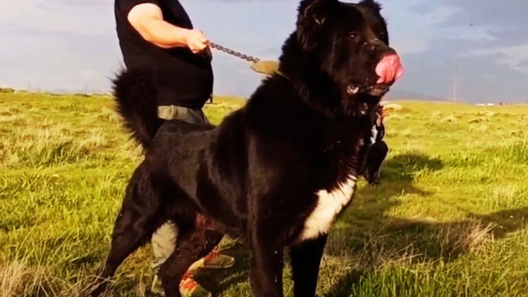 Using Training Collars For Dogs Sarabi Breed