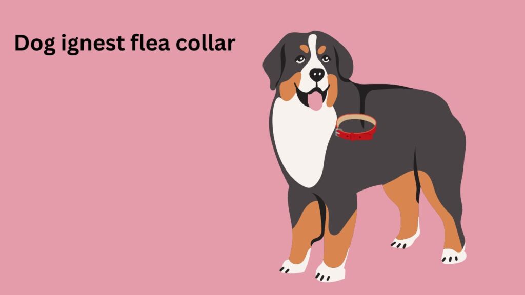 What to Do if Your Dog Ingests a Flea Collar?