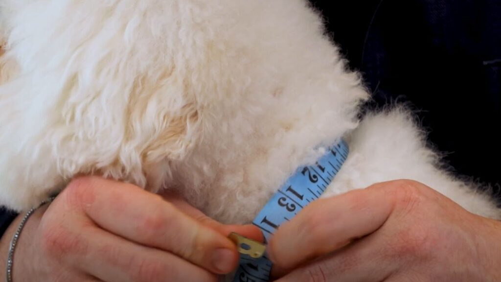  Why Proper Dog Collar Measurement Matters