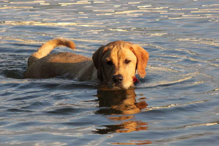 Are Dog Shock Collars Waterproof?