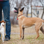 6 Top Big Dog Collars For Your Friend