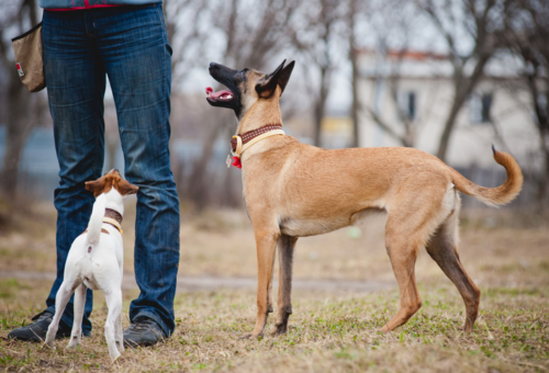 6 Top Big Dog Collars For Your Friend