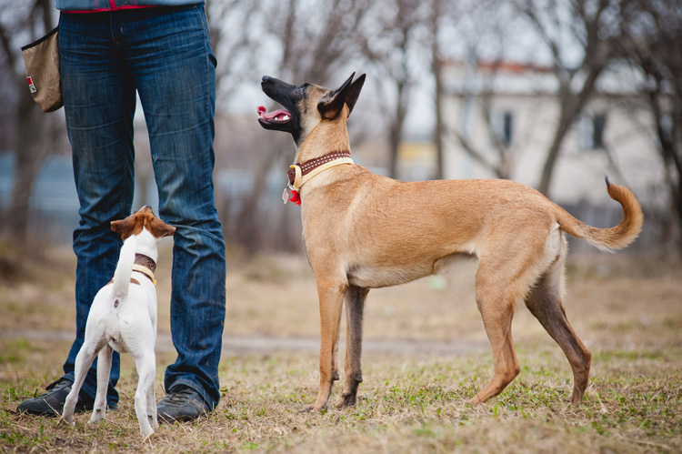 6 Top Big Dog Collars For Your Friend