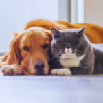 The Future of Pet Care: How Smart Technology is Revolutionizing Pet Ownership