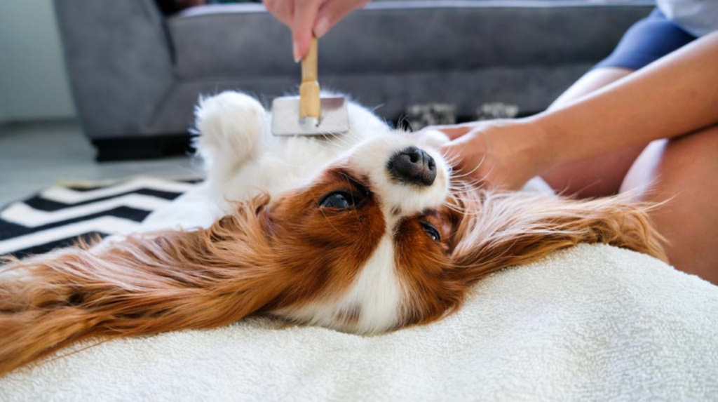 The Rise of Smart Collars