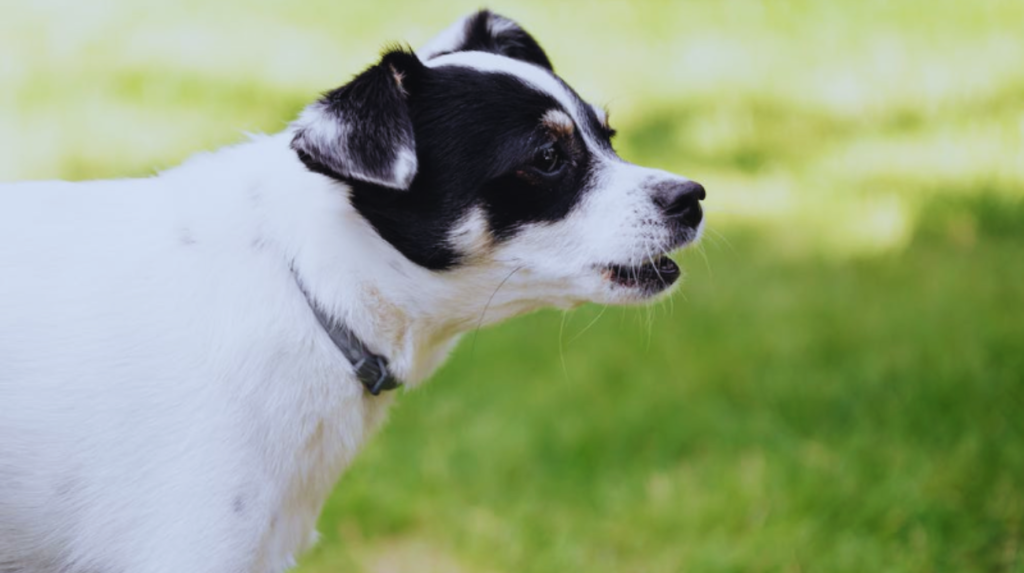 training collar vs. bark collar for aggressive dogs