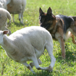 Jamie Penrith on Preventing Dog Attacks on Livestock: Training and Responsibility