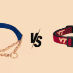 Training Collar vs Regular Collar: Which is Best for Dog?