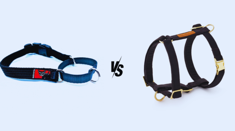 Training Collar vs Harness: Which is Best for Your Dog?