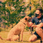 New Workgroup Launched in Singapore to Review Dog Training Standards