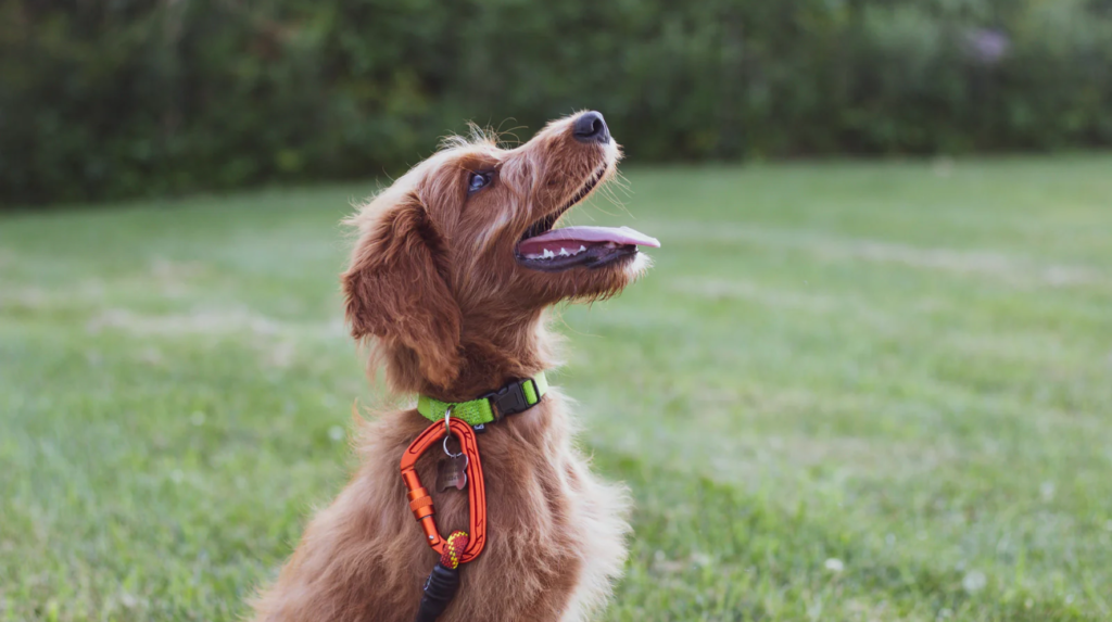 How to Use a Training Collar