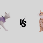 Recovery Suit vs Cone Cat: What’s the Difference?