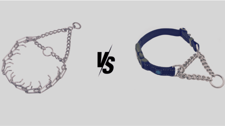 Prong Collar vs Martingale Collar: Choosing the Right Training Tool