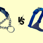 Martingale Collar vs Harness