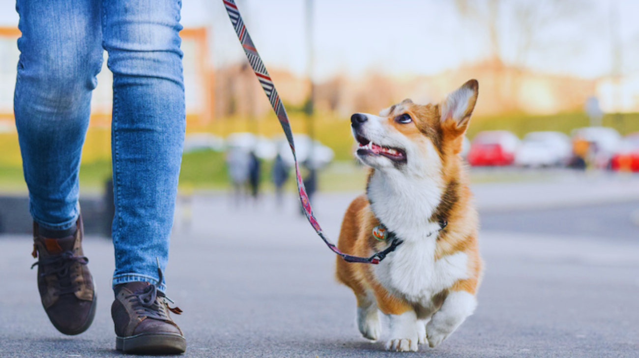 Dog Walking Safety