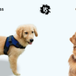 Harness or Collar for Golden Retriever: Which is Best for Your Golden?