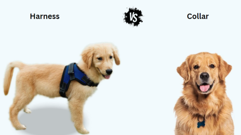 Harness or Collar for Golden Retriever: Which is Best for Your Golden?