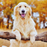 Golden Retriever's Love for Rain Through the Years Captures Hearts Online