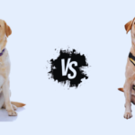 Collar or Harness for Labrador: What is the Difference?