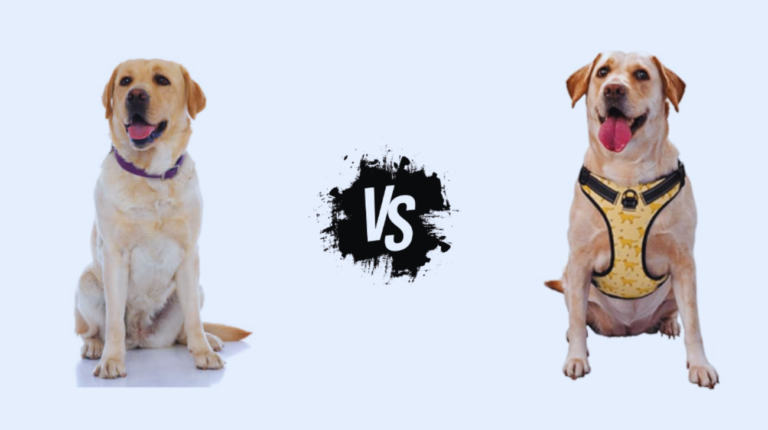 Collar or Harness for Labrador: What is the Difference?