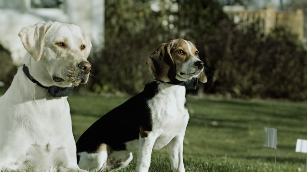 Ban on Electronic Shock Collars for Dogs