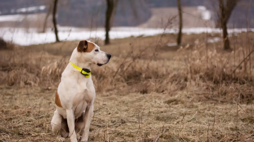 remote shock collars for dogs