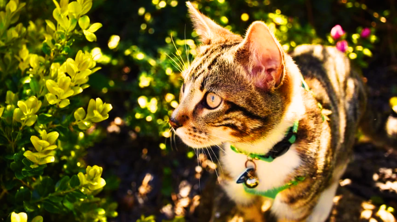 Should Cats Wear Bells to Protect Wildlife