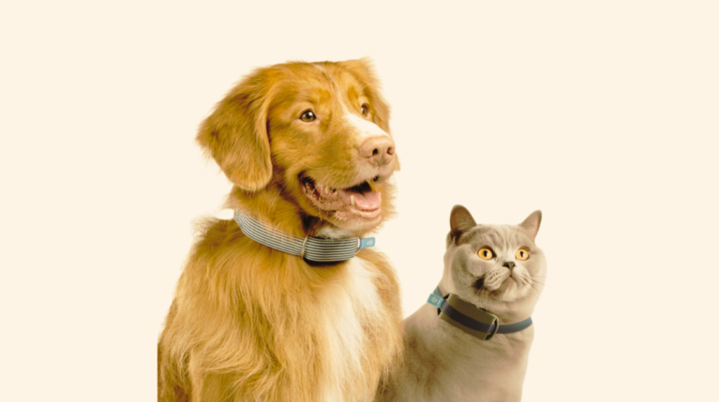 Differences Between Dog vs Cat Collar