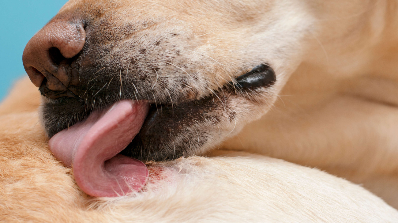 Your Dog Is Not Attempting to Lick or Bite the Surgical Site