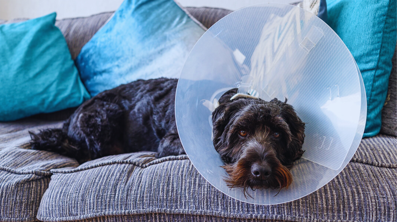 When to Take the Cone Off a Dog After Neuter