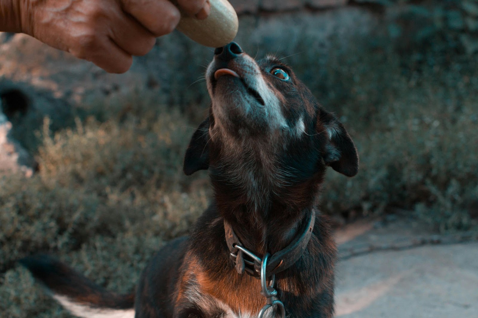 How to Use a Training Collar