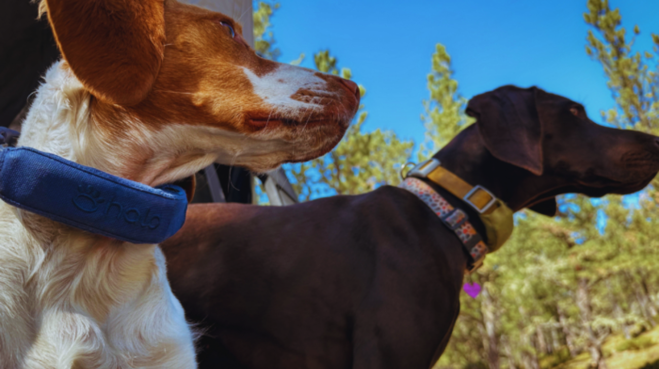 Setup and Installation of dog collars